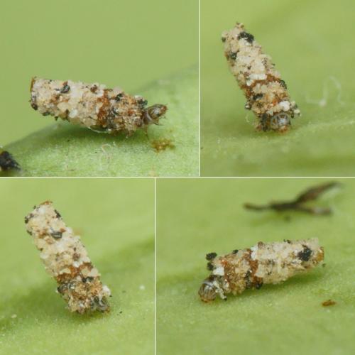 Penestoglossa dardoinella